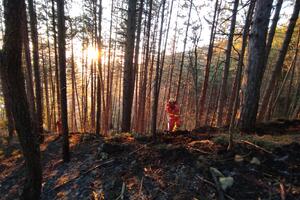 Si potenzia l’organico dell’Unione Comuni Garfagnana: assunti tre nuovi operai forestali