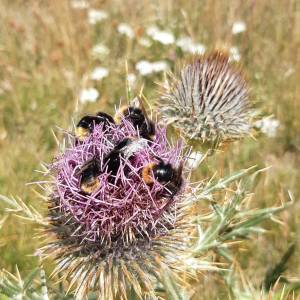 Bee Adapt Parco nazionale Appennino
