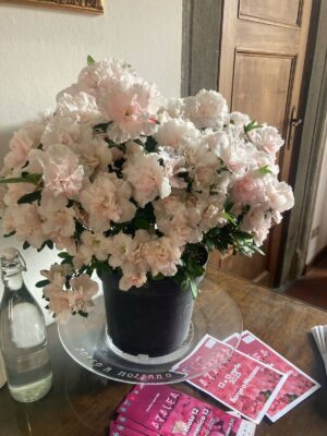 azalea3