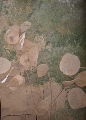 lunaria annua