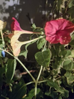 Mirabilis Jalapa