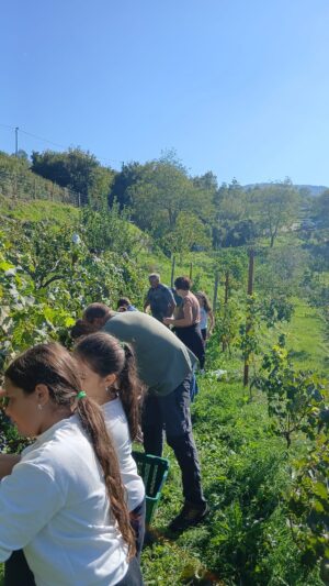 La vendemmia con io bambini a Bosa nel Parco